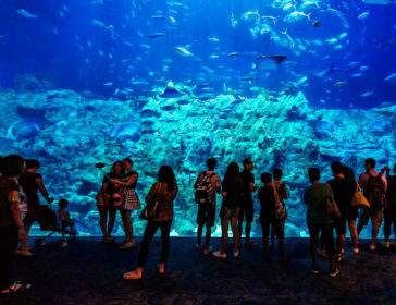 Aqua City At Ocean Park – Restaurant, Aquarium, More