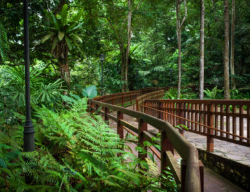 Visiting Bukit Timah Nature Reserve In Singapore