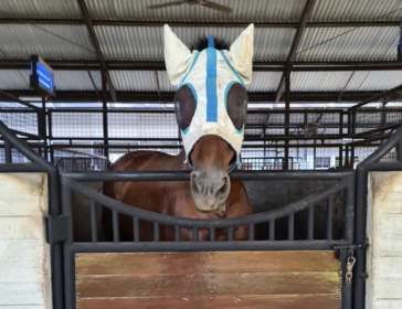 Bali Equestrian Centre For Horseback Riding For Kids In Bali