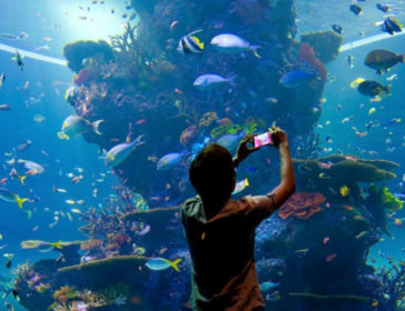 Marine Life Park In Sentosa For Families With Aquarium And Adventure Cove!