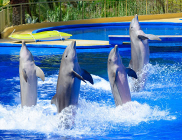 Dolphin Magic