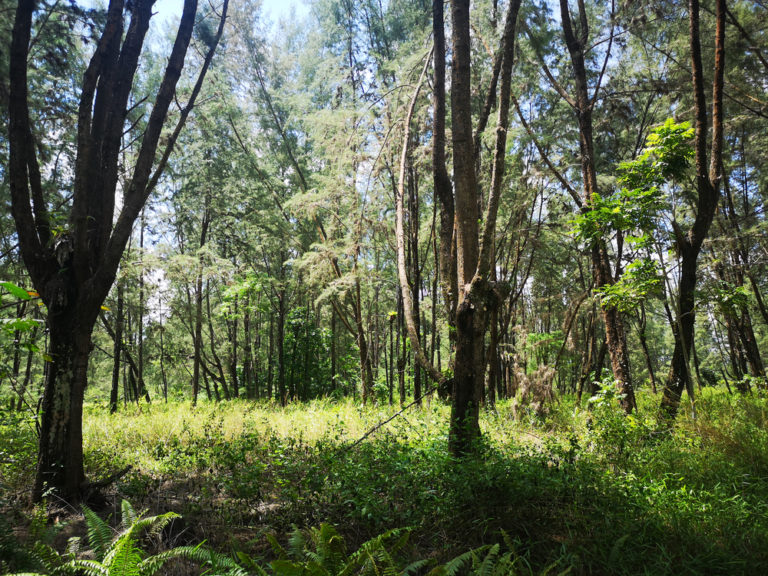 CASUARINA EXPLORATION AREA In Coney Island