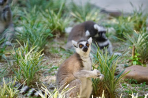 Family-Friendly Mini Hong Kong Zoos For Animal Spotting