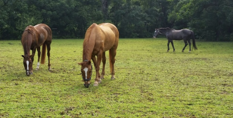 RDA Singapore Horse Riding