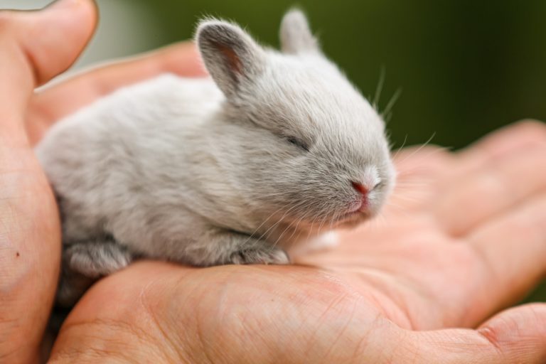 House Rabbit Society Singapore