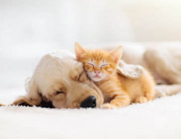 Guide To Adopting A Pet In Hong Kong – Dogs, Cats, Hamsters, More!