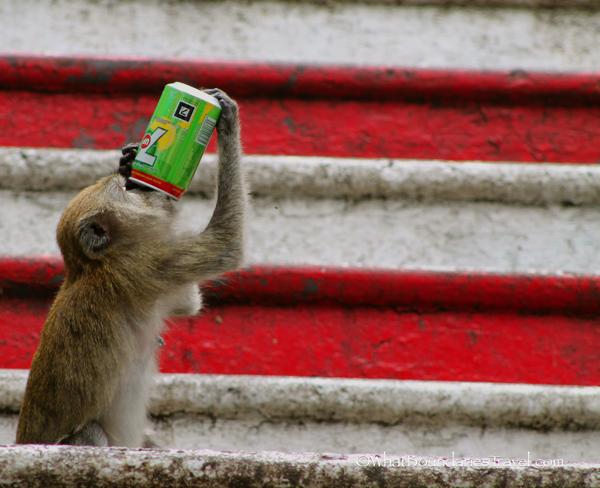 Animal Adventures In KL With Kids At Batu Caves