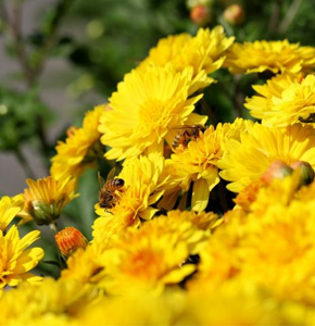Chrysanthemums