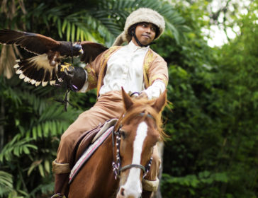 Be a Falconer Program At Jurong Bird Park