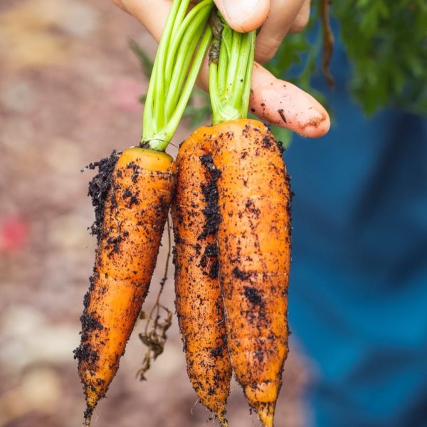Carrots Picked From Green Circle Eco Farms Singapore