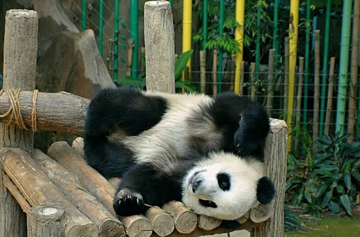 Animal Adventures In KL With Kids At National Zoo