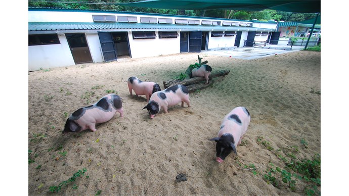 Party at Kadoorie Farm, HK