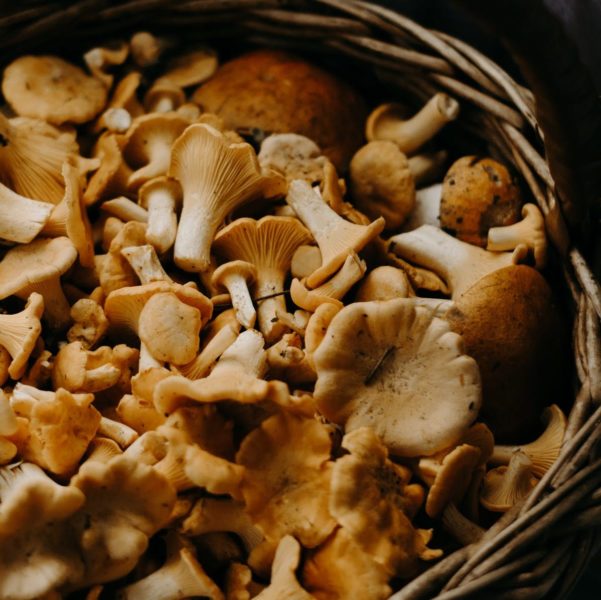 Mushrooms Picked From Kin Yan Agrotech Singapore