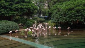 Visiting Kowloon Park In TST In Hong Kong