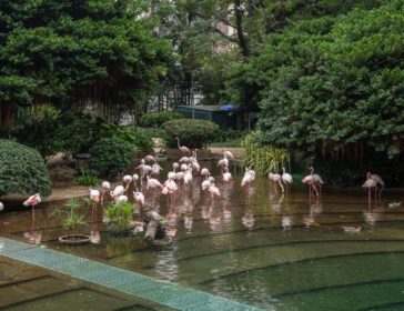 Visiting Kowloon Park In TST In Hong Kong