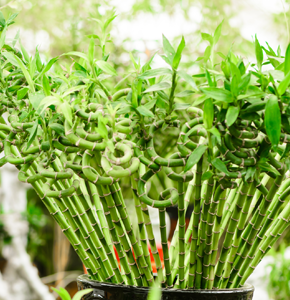 Lucky Bamboo