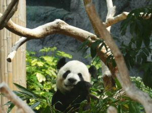 Visiting Macau Giant Panda Pavilion & Pavilion Of Rare Animals
