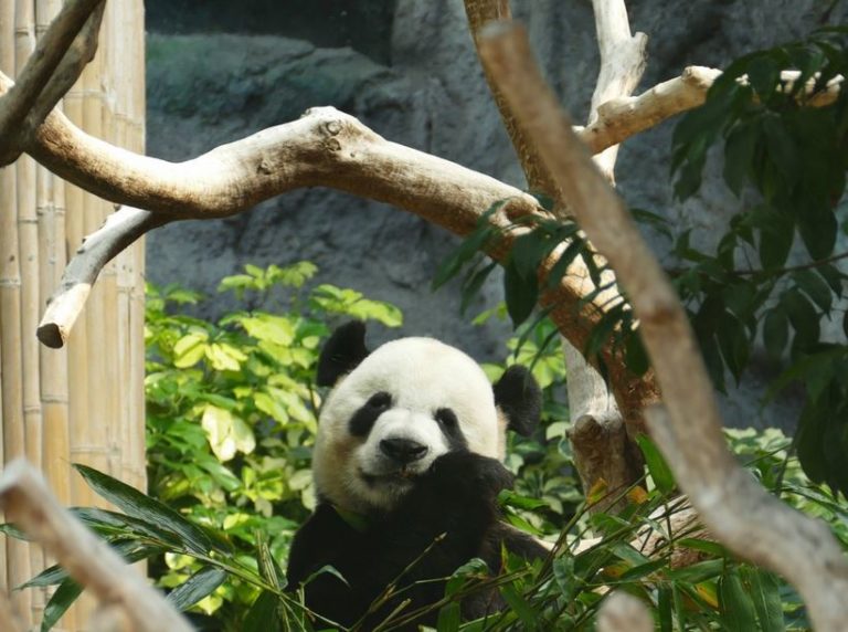 Visiting Macau Giant Panda Pavilion & Pavilion Of Rare Animals