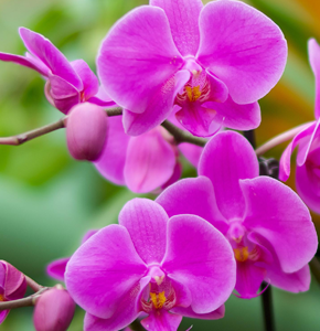 Orchids