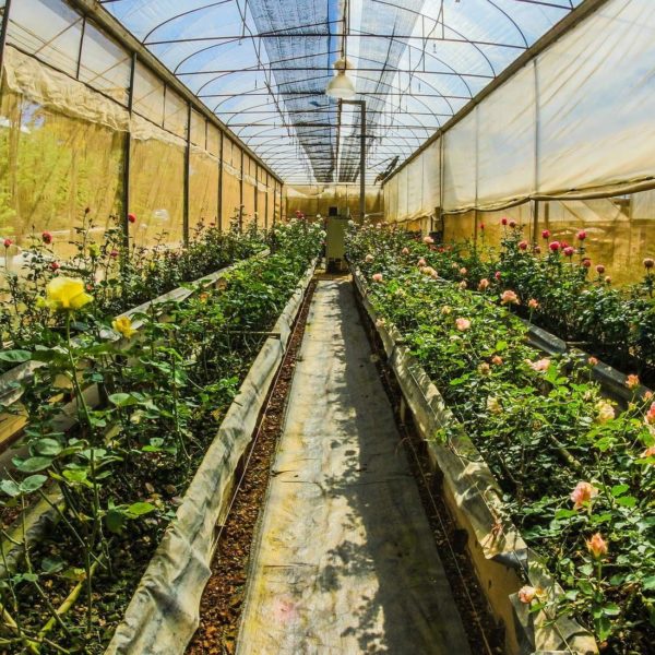 Greenhouse At Oh Farms Singapore