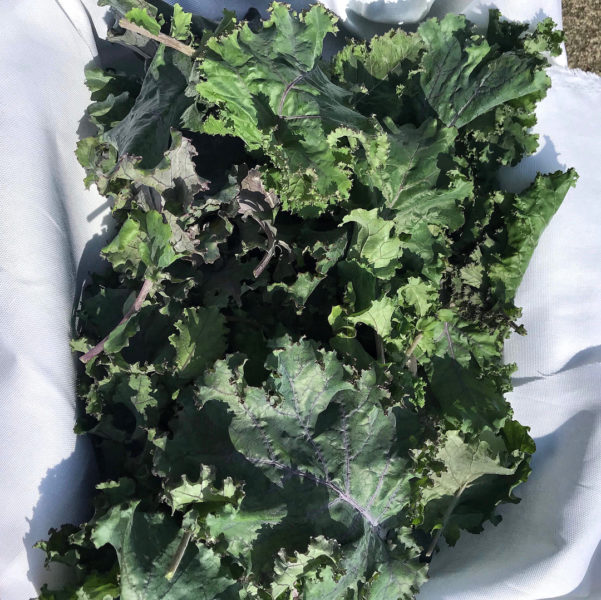 Vegetables Picked From Open Farm Community Singapore