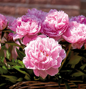 Peonies