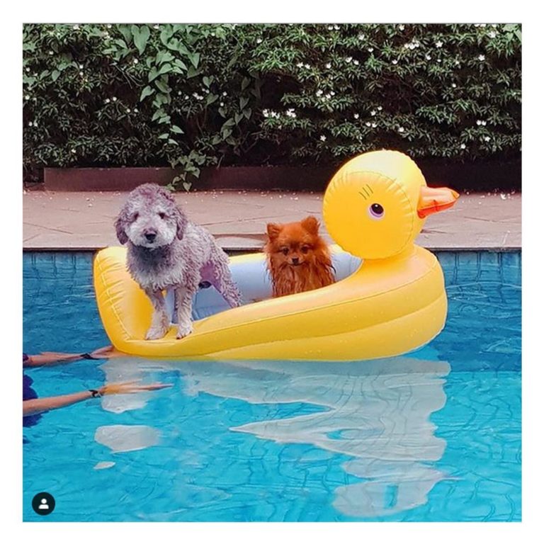 Vodka & Latte Pet Salon Kemang Jakarta