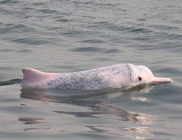 Spotting The Famous Pink Dolphins In Hong Kong