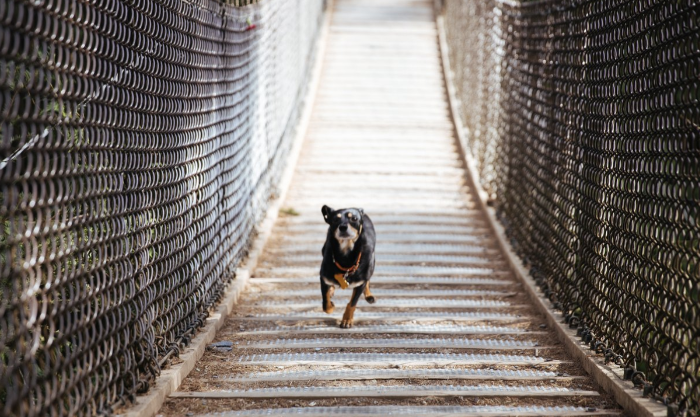 The Barkpark Hong Kong