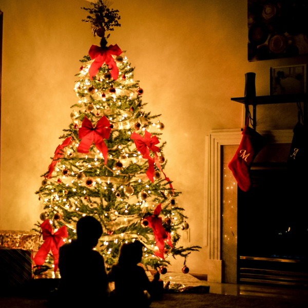 Purchase real Xmas Trees at Wah King & Kalok Horticulture