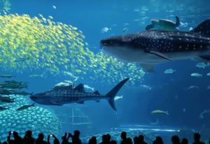 Visiting Chimelong Ocean Kingdom In Zhuhai