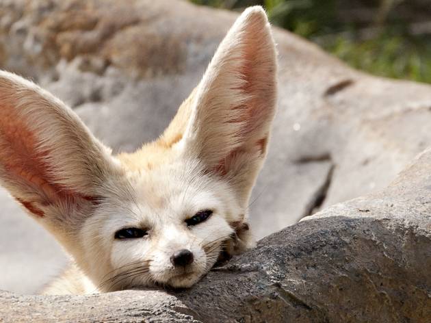 Animal Adventures In KL With Kids At Farm In The City