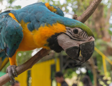 Visiting The Parrots At Dempsey Hill
