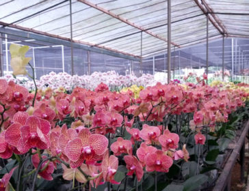Visiting Taman Anggrek Ragunan For Orchids In Jakarta