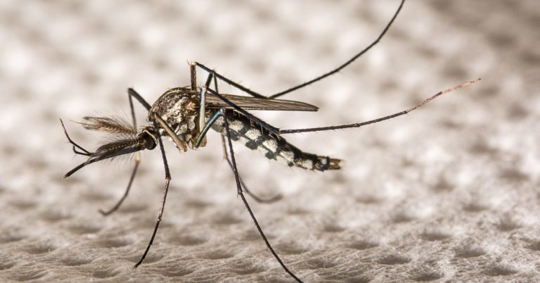 Aedes-Mosquito