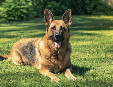 Adopt A Retired Police Dog In Hong Kong