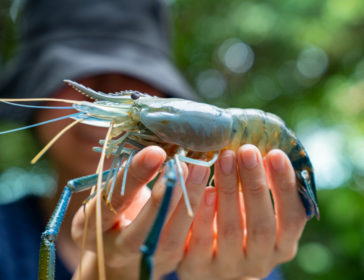 Best Prawning Farms For Kids In Singapore