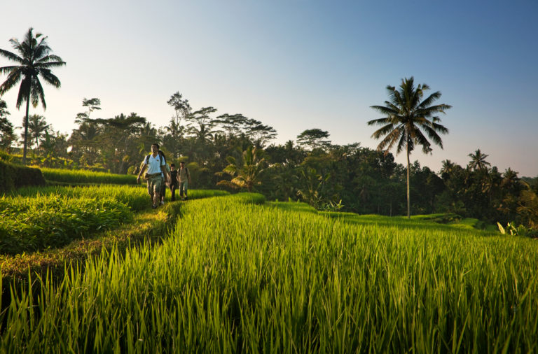 Indonesia_Bali_Como_Shambhala_Estate_Rice_Field_2