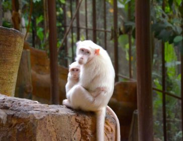 New Petting Zoo Opens At KL Tower In Kuala Lumpur