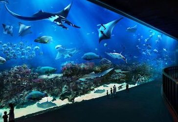 Visiting The Amazing SEA Aquarium In Singapore