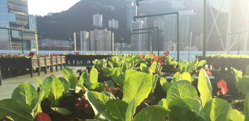 Top-Craft-Classes-In-Hong-Kong-Rooftop-Republic