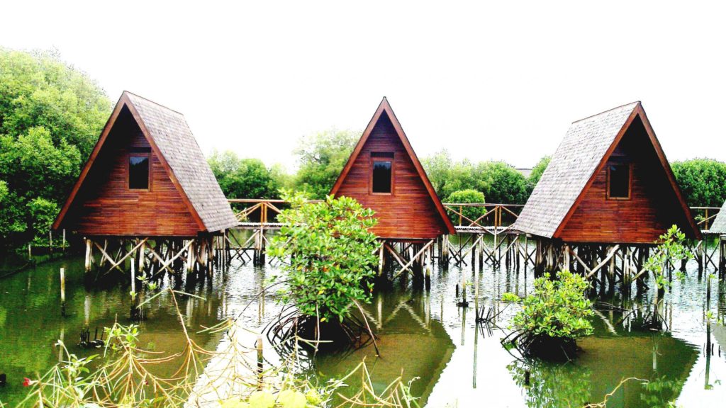 mangrove
