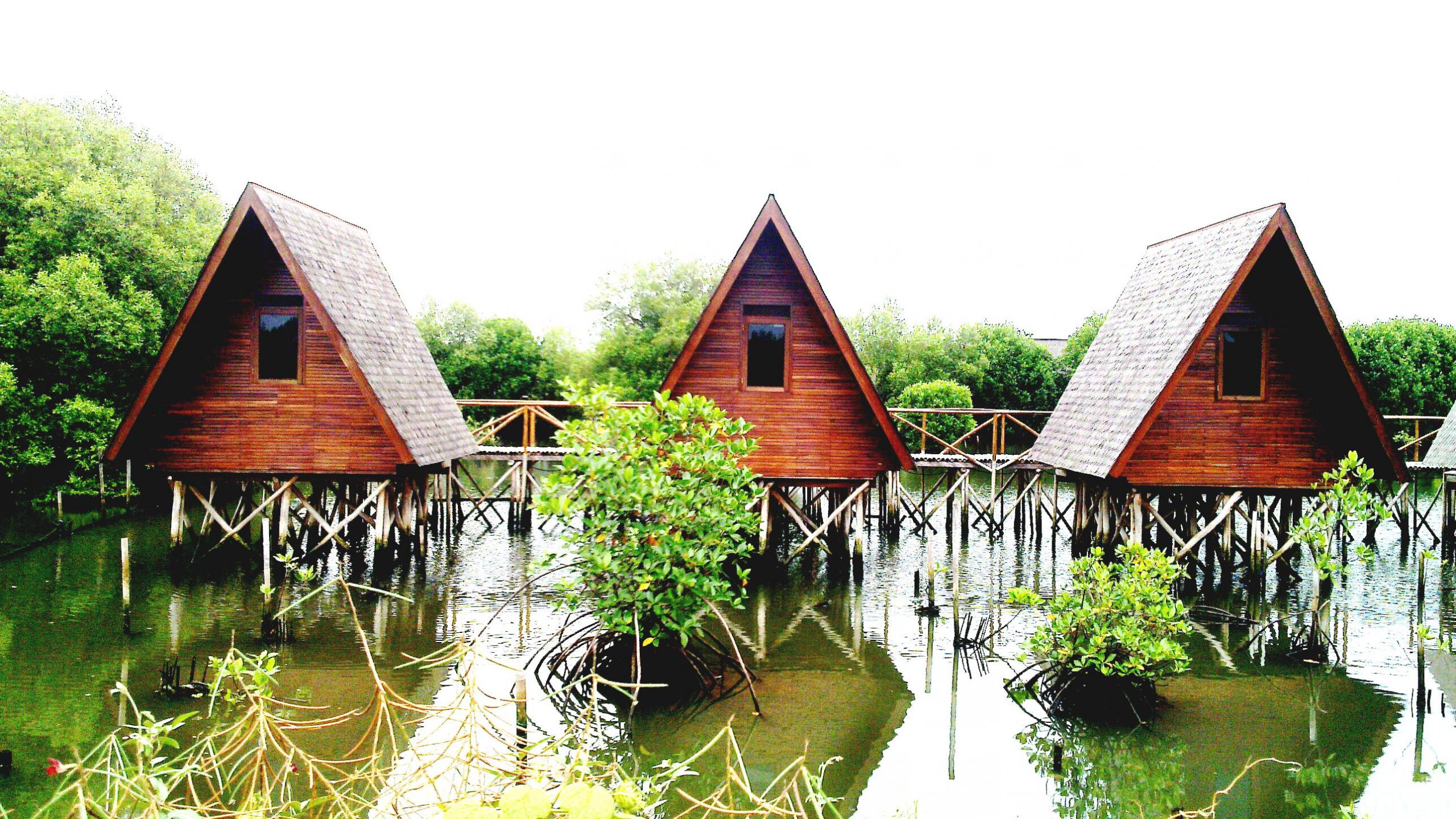 mangrove
