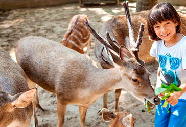 Mini Petting Zoo @ Ritz-Carlton Bali
