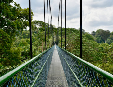 Unique Walk For Kids At MacRitchie TreeTop Walk In Singapore