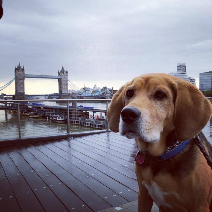 Pet relocation Hong Kong