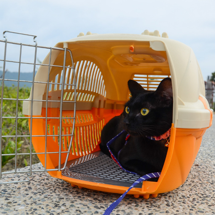 International Pet travel Hong kong