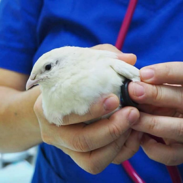 Mount Pleasant Veterinary Group Best Veterinarians Singapore