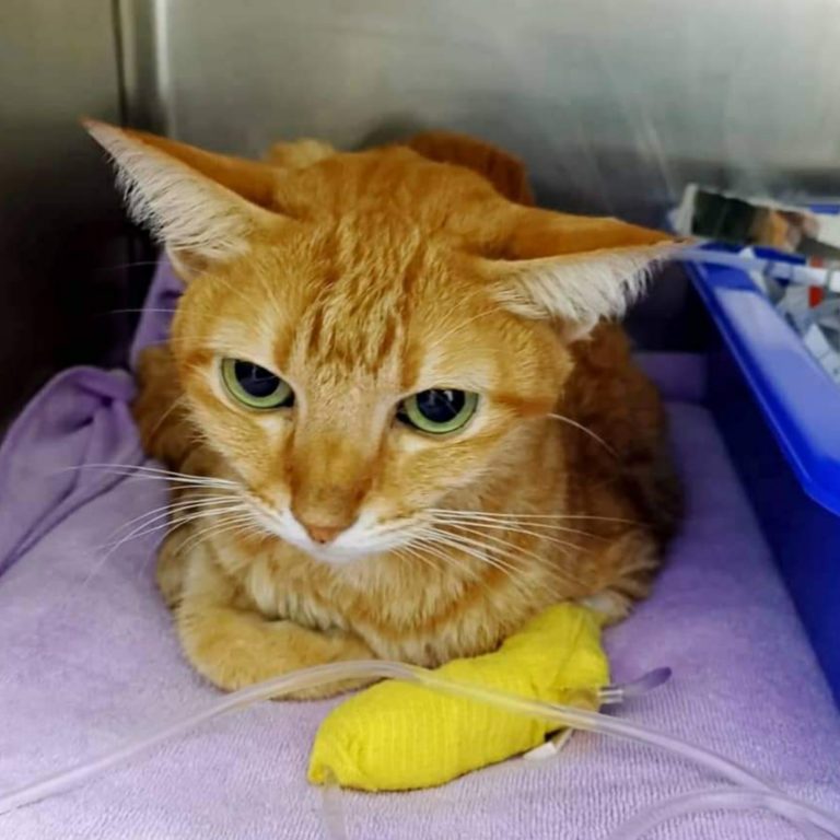 Oasis Vet Best Veterinarians Singapore