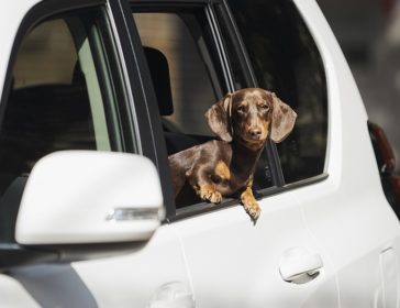 Uber Pet For Animal-Friendly Service In Hong Kong
